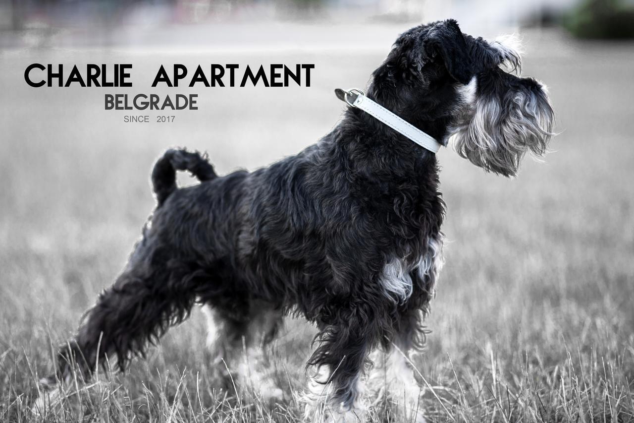 Apartment Charlie Perfect Price Belgrad Exterior foto